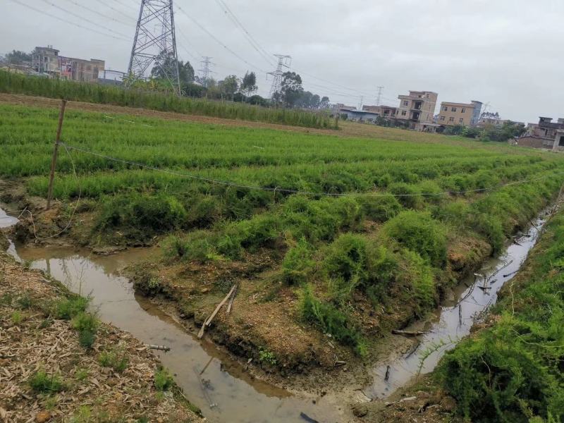 基地一手货源天冬种苗价格优惠，量大从优安排发货