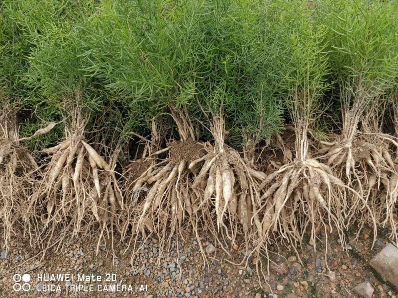 基地一手货源天冬种苗价格优惠，量大从优安排发货