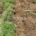 基地一手货源天冬种苗价格优惠，量大从优安排发货