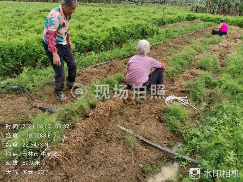 基地一手货源天冬种苗价格优惠，量大从优安排发货