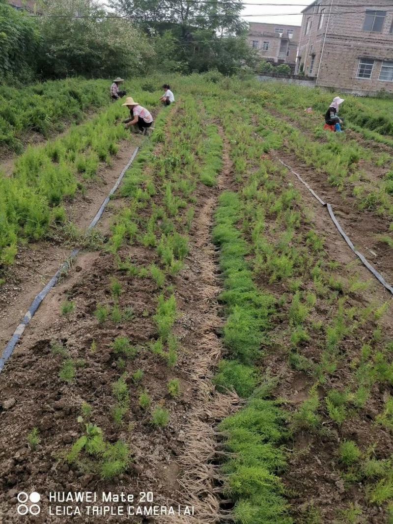 基地一手货源天冬种苗价格优惠，量大从优安排发货