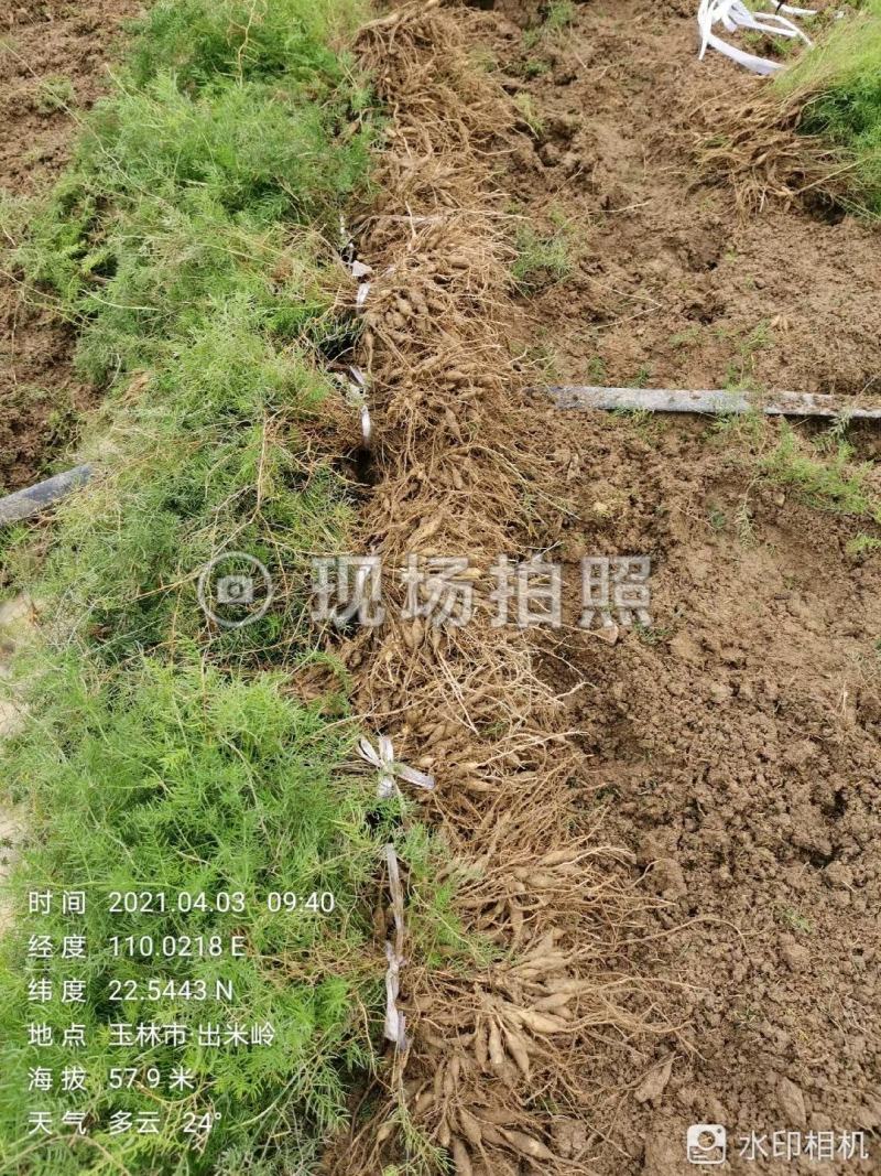 基地一手货源天冬种苗价格优惠，量大从优安排发货
