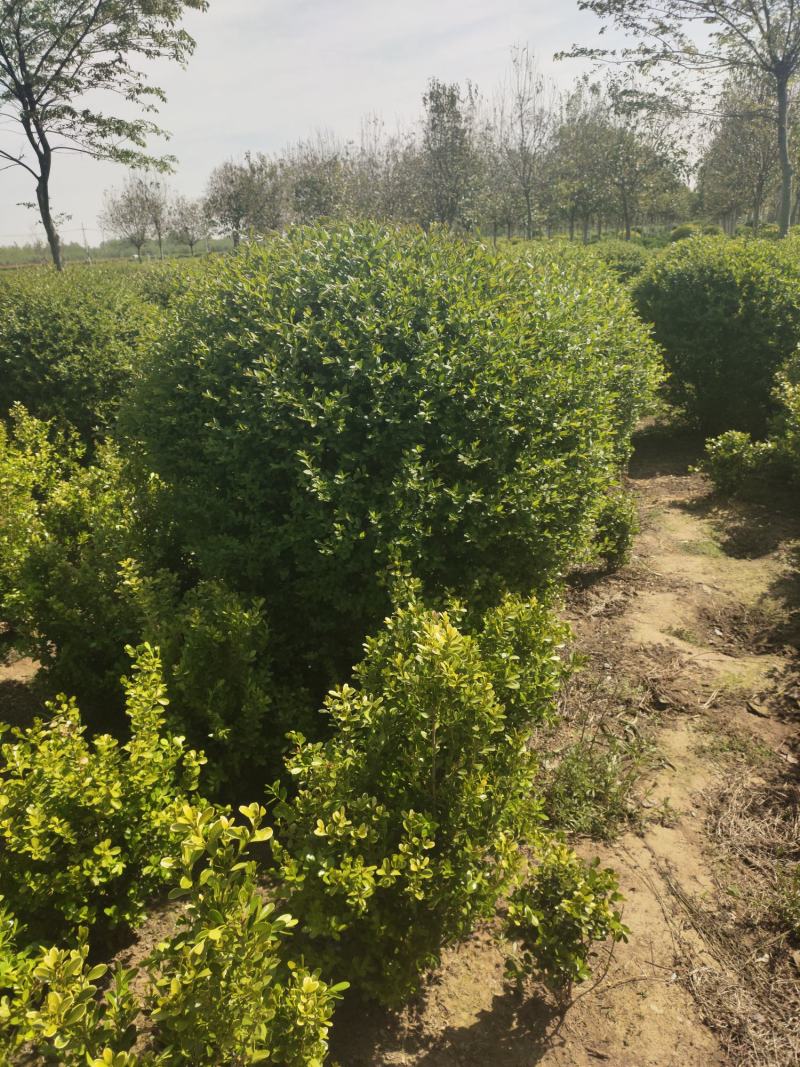 基地自产自销水蜡1～3年苗，水蜡球冠50～200厘米