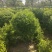 基地自产自销水蜡1～3年苗，水蜡球冠50～200厘米