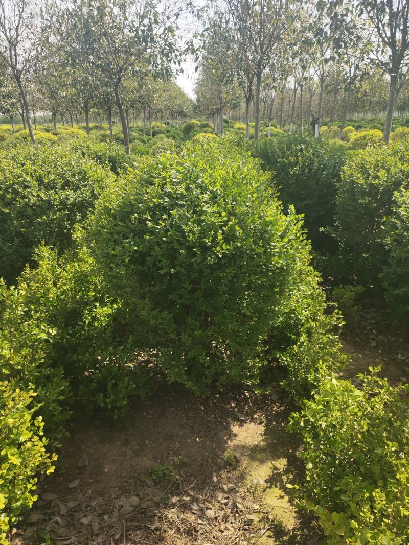 基地自产自销水蜡1～3年苗，水蜡球冠50～200厘米