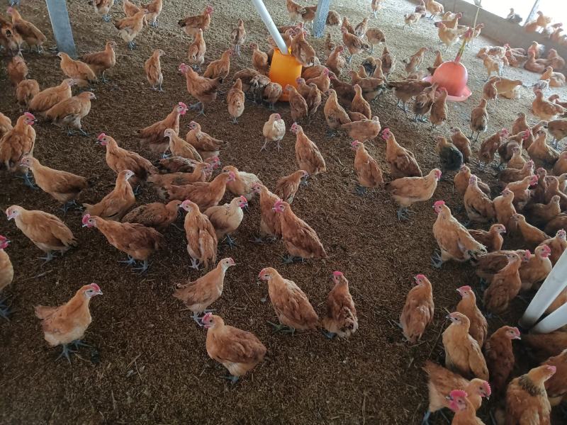 脱温鸡热销中，要的可以联系我