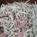 雪茶，西藏野生白雪茶质量保证，欢迎咨询合作！