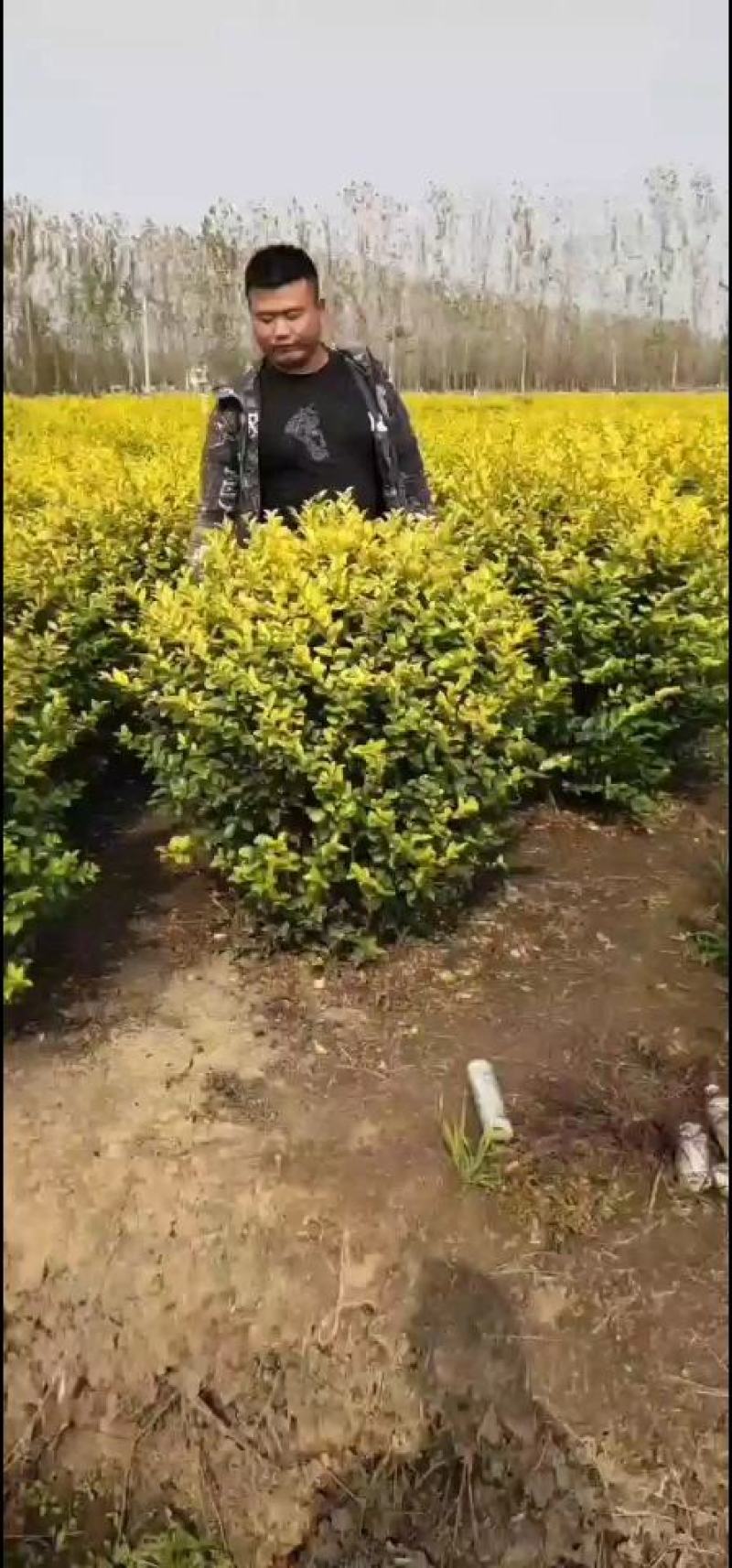 自产自销！！金叶女贞球，金叶女贞苗，1～3年苗球