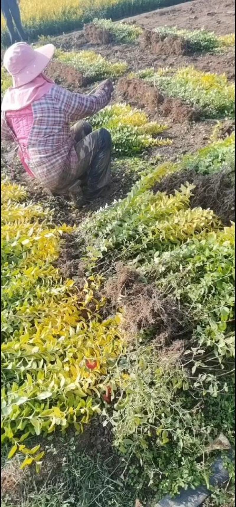 自产自销！！金叶女贞球，金叶女贞苗，1～3年苗球