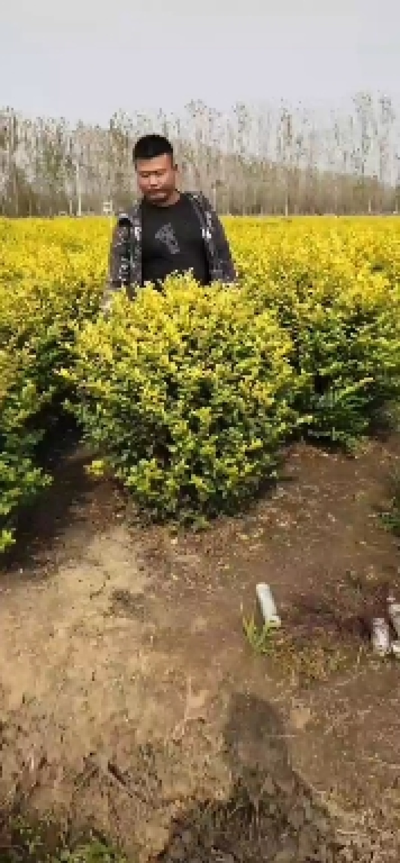 自产自销！！金叶女贞球，金叶女贞苗，1～3年苗球