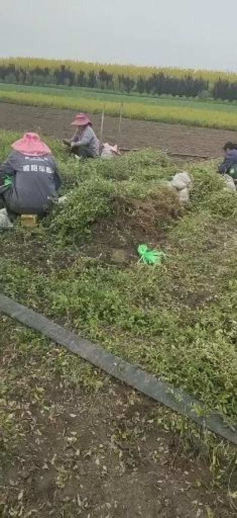 小叶扶芳藤，扶芳藤球1～3年苗50～200厘米球欢迎来电