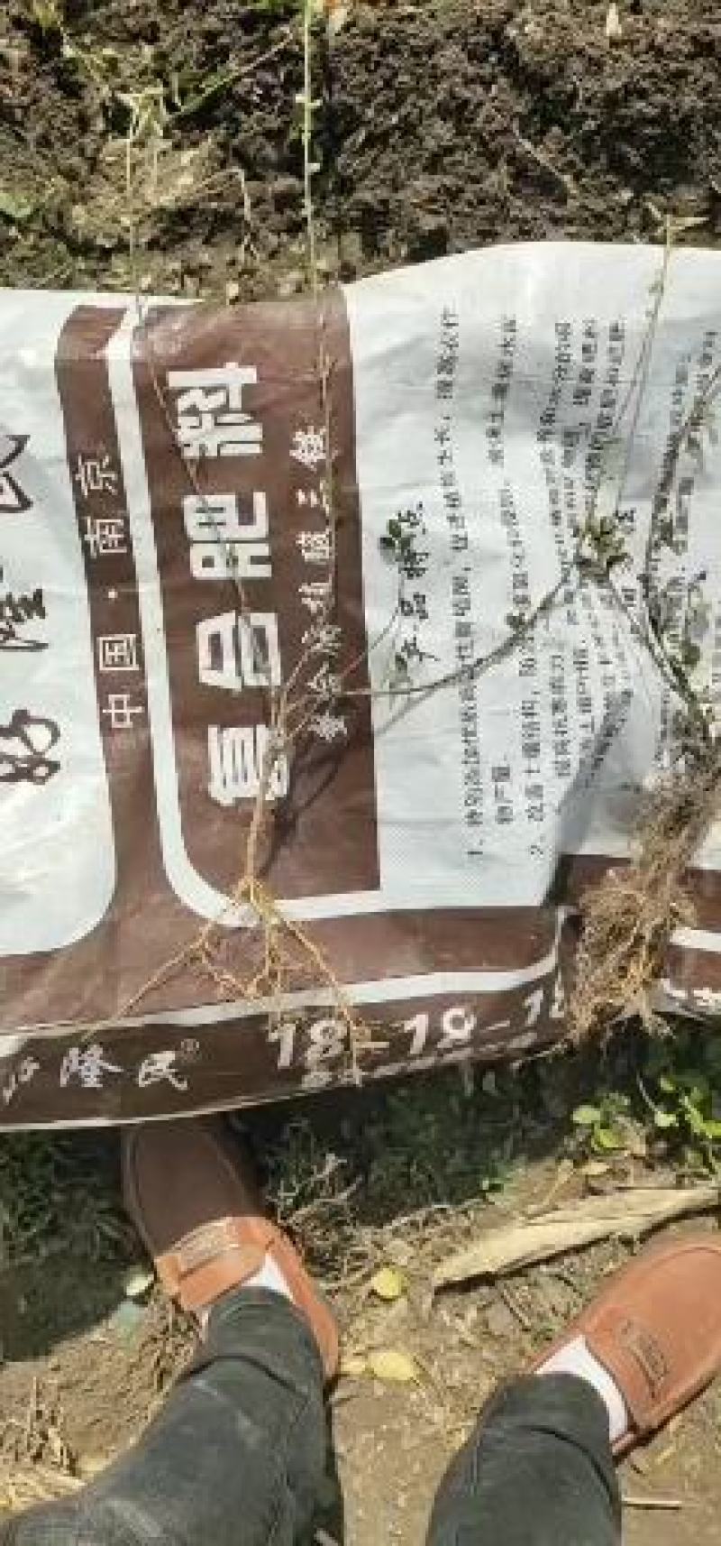 小叶扶芳藤，扶芳藤球1～3年苗50～200厘米球欢迎来电