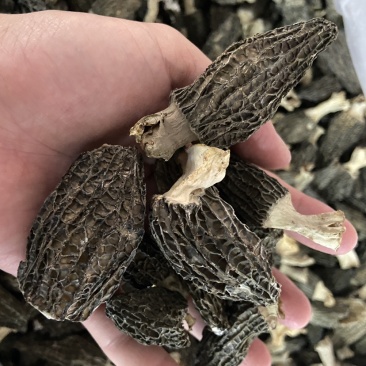 羊肚菌厚肉足干口感好新貨炖汤配料营养成分丰富