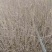 基地自产自销水蜡1～3年苗，水蜡球冠50～200厘米