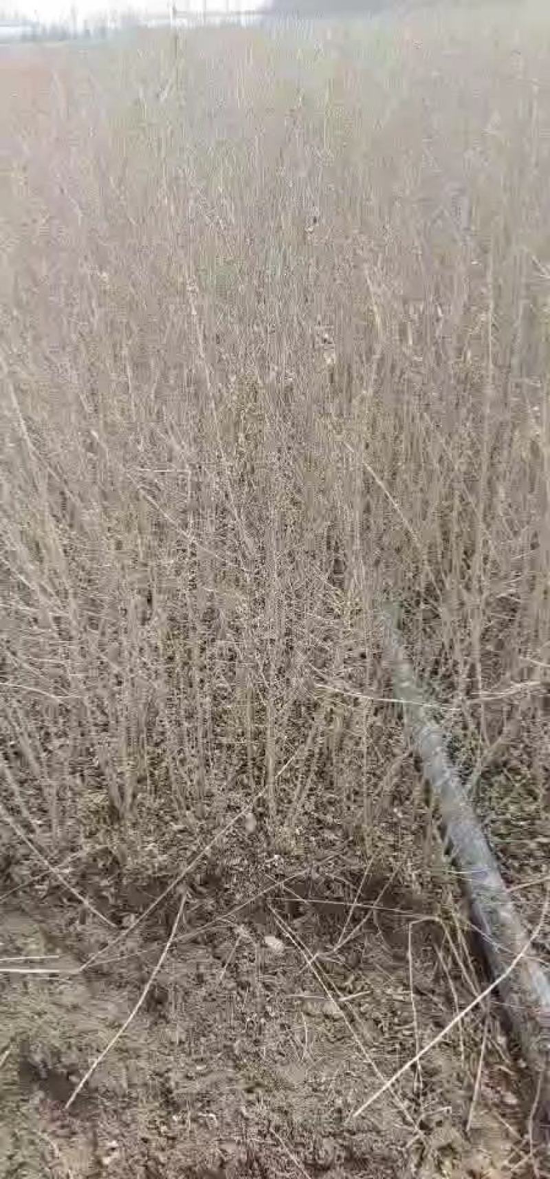 基地自产自销水蜡1～3年苗，水蜡球冠50～200厘米