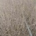 基地自产自销水蜡1～3年苗，水蜡球冠50～200厘米