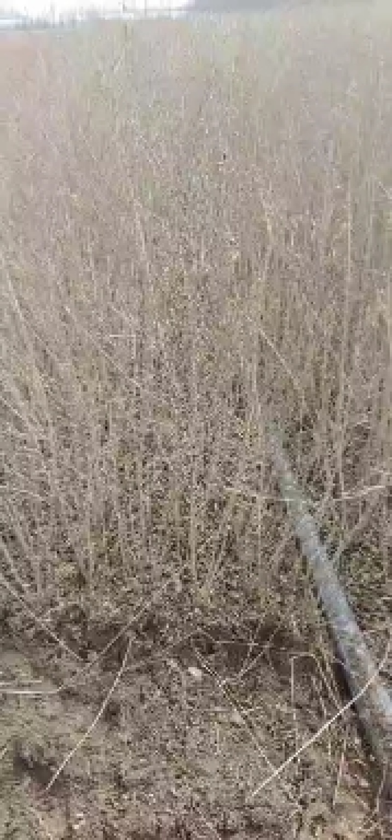 基地自产自销水蜡1～3年苗，水蜡球冠50～200厘米
