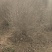 基地自产自销水蜡1～3年苗，水蜡球冠50～200厘米