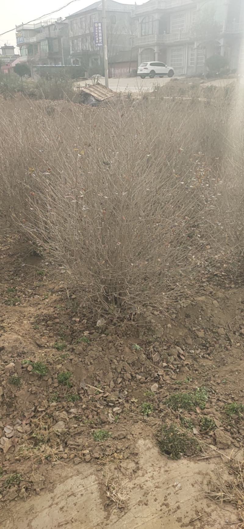 基地自产自销水蜡1～3年苗，水蜡球冠50～200厘米