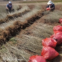 基地自产自销水蜡1～3年苗，水蜡球冠50～200厘米