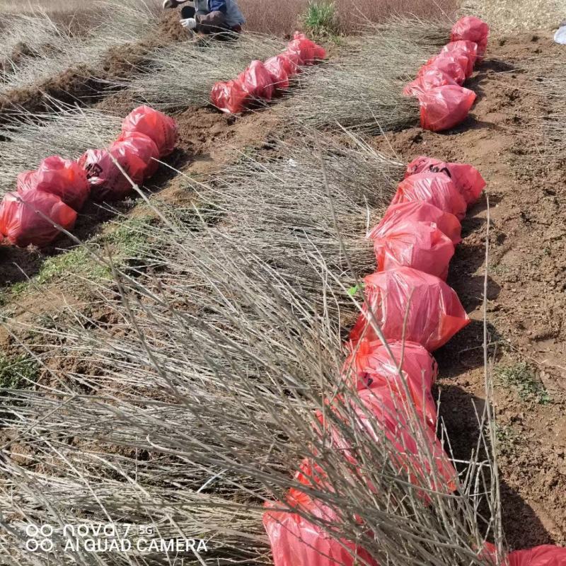 基地自产自销水蜡1～3年苗，水蜡球冠50～200厘米