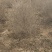 基地自产自销水蜡1～3年苗，水蜡球冠50～200厘米
