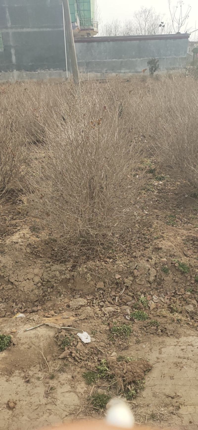 基地自产自销水蜡1～3年苗，水蜡球冠50～200厘米