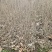 基地自产自销水蜡1～3年苗，水蜡球冠50～200厘米