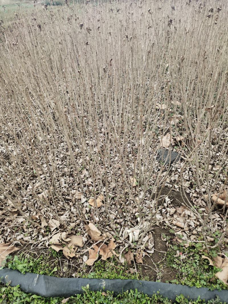 基地自产自销水蜡1～3年苗，水蜡球冠50～200厘米