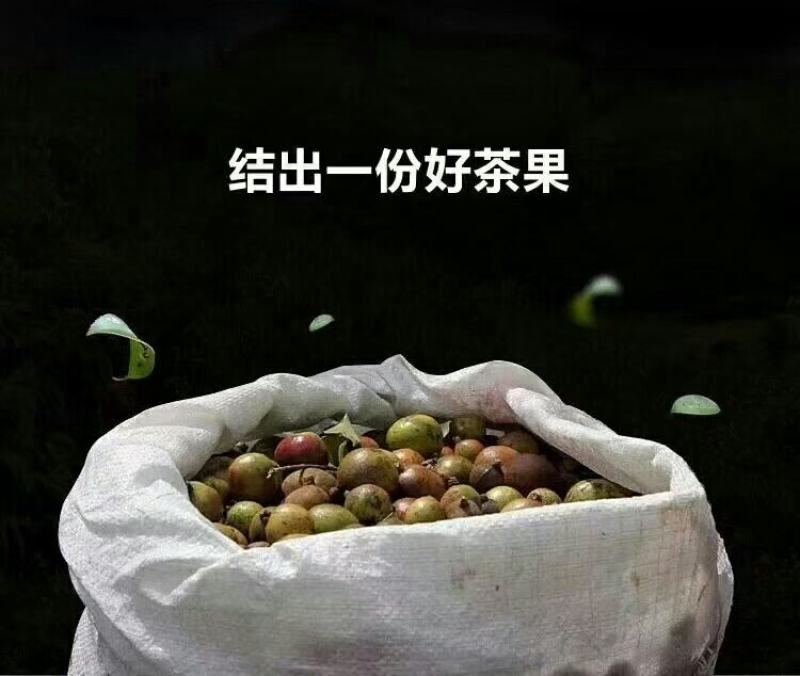 小茶仔茶油