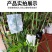 控根器厂家直销加厚黑色塑料阻根板围树板植树盆景控限根器