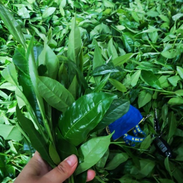 荒野白茶
