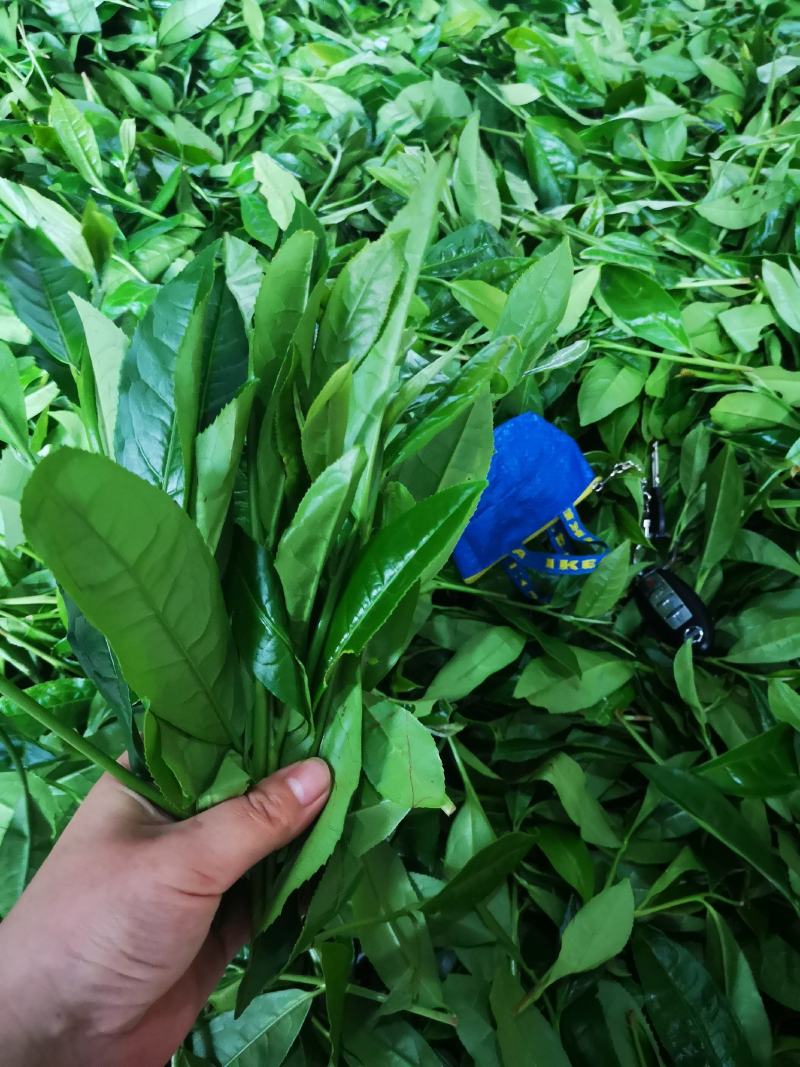 荒野白茶