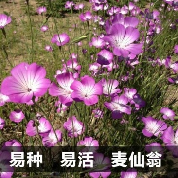 麦仙翁种子耐旱花海麦毒草花期长四季播种庭院景观花卉种