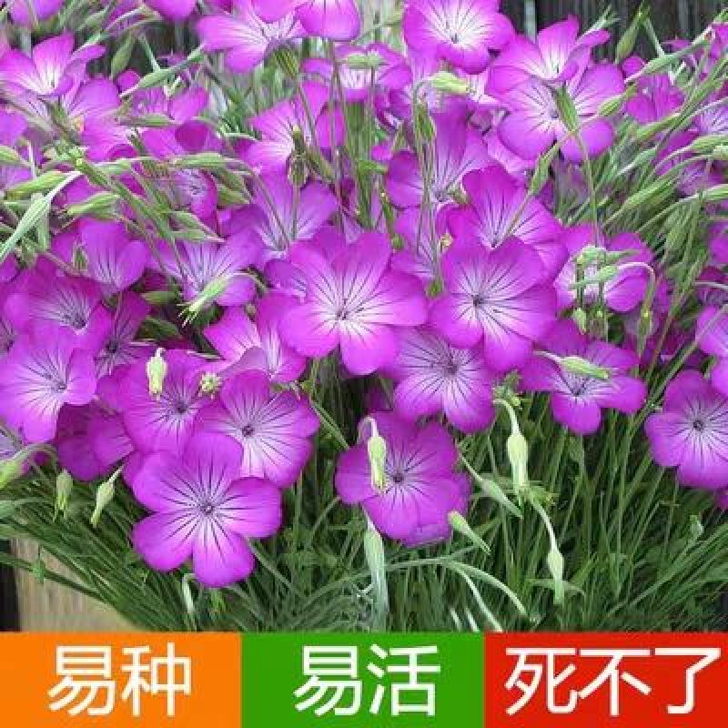 麦仙翁种子耐旱花海麦毒草花期长四季播种庭院景观花卉种