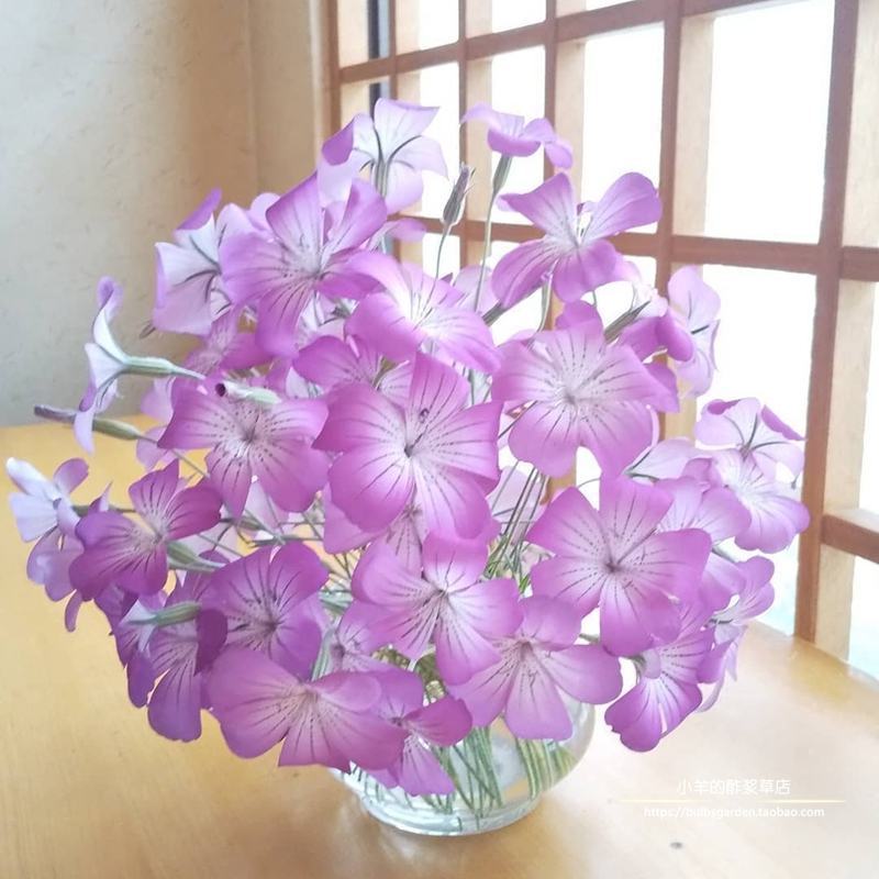 麦仙翁种子耐旱花海麦毒草花期长四季播种庭院景观花卉种
