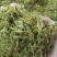 素馨花正品新鲜颜色靓保证质量【包邮】