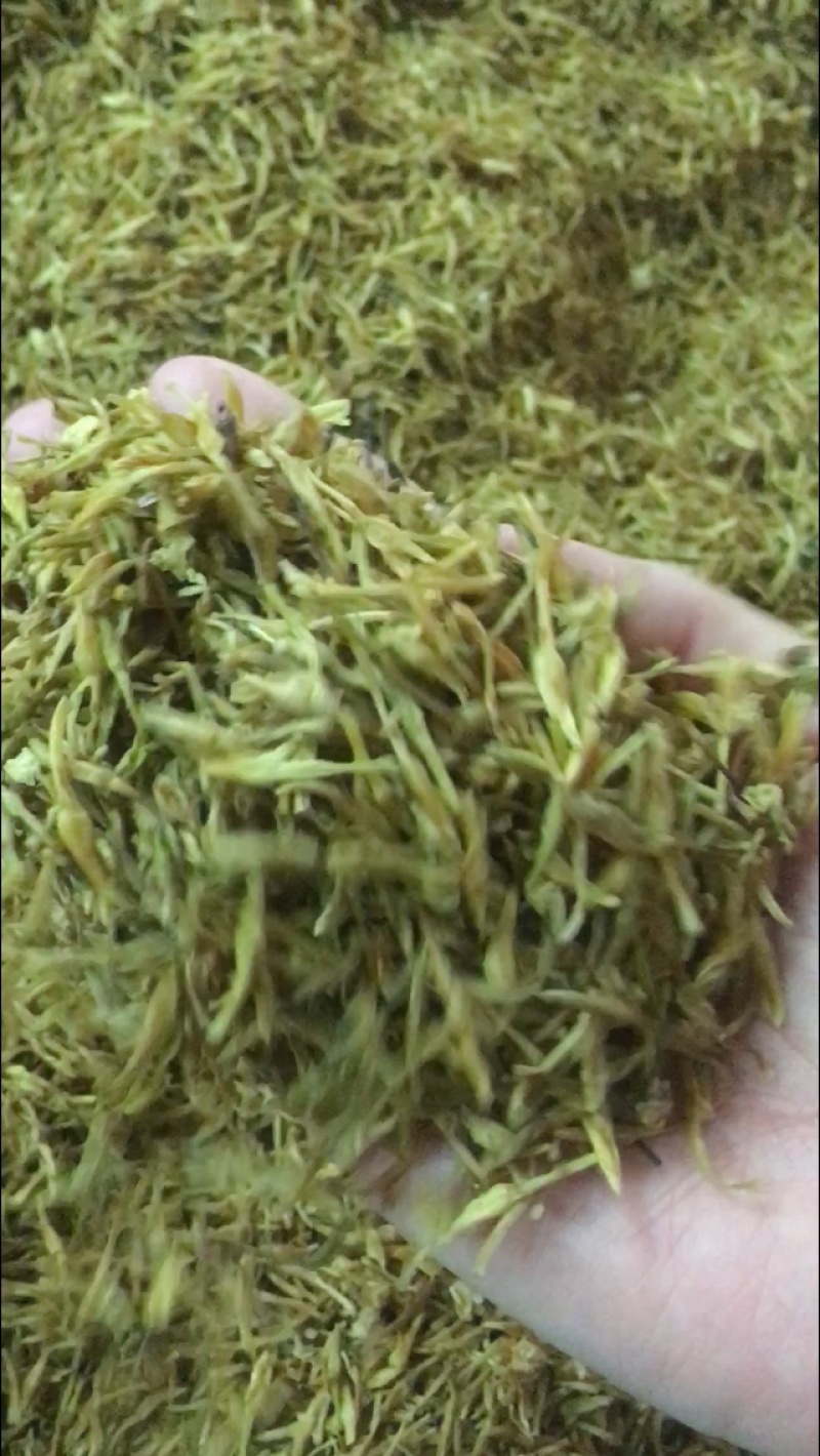 素馨花正品新鲜颜色靓保证质量【包邮】