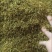 素馨花正品新鲜颜色靓保证质量【包邮】
