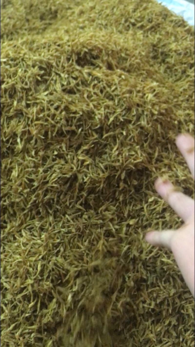 素馨花正品新鲜颜色靓保证质量【包邮】