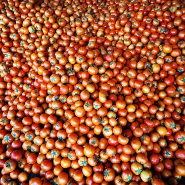西红柿大果产地一手货源价格实惠质量保证欢迎采购
