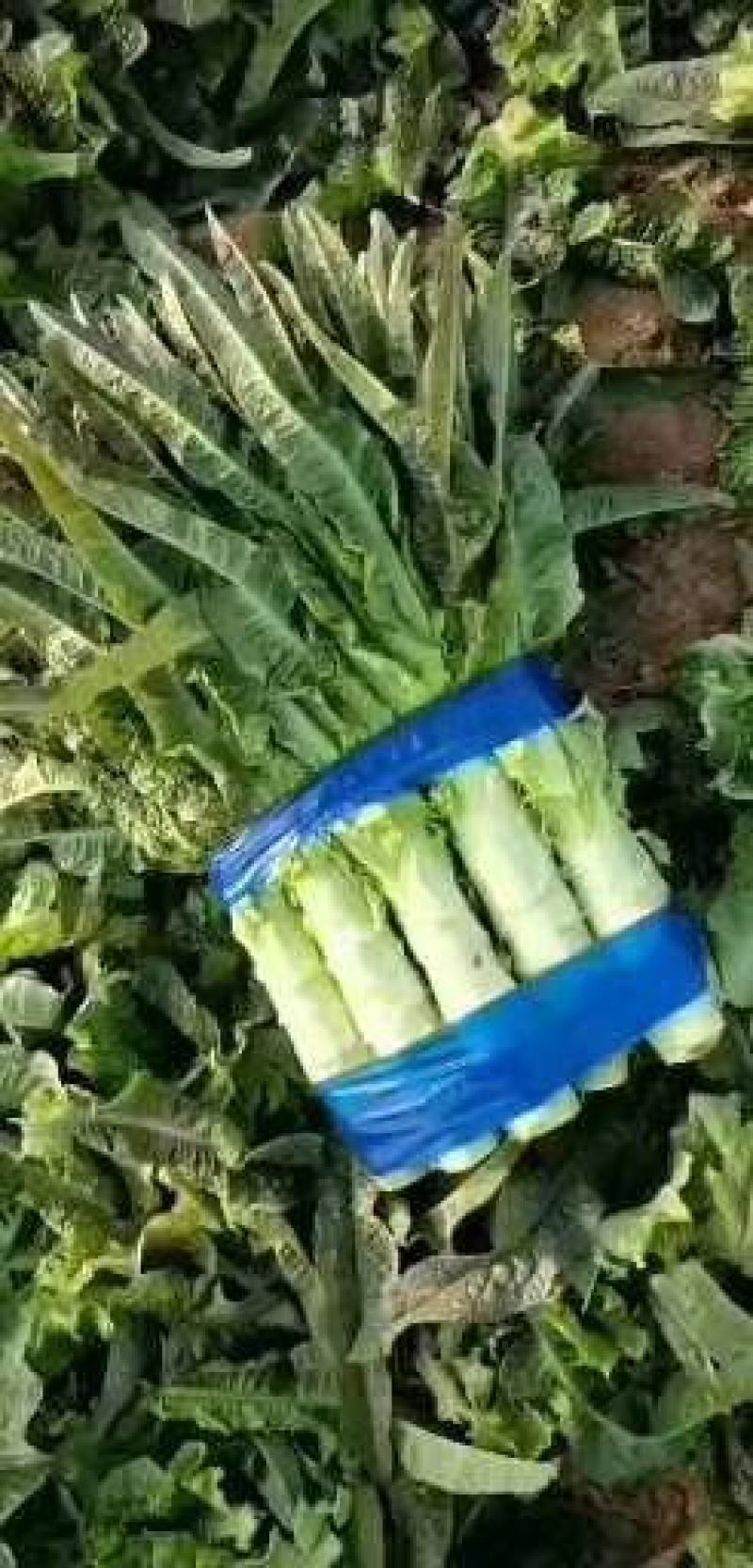 莴笋以大量上市，欢迎各大超市加工厂的老板可以下单了，大量