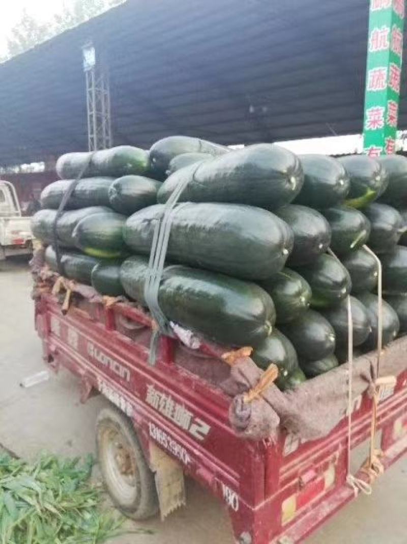 山东省兰陵县，数万亩精品地冬瓜即将大上市。