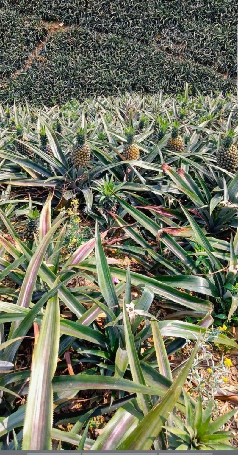 云南香菠萝新鲜采摘发货，自家种植香甜，吃过的人都说好