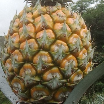 云南香菠萝新鲜采摘发货，自家种植香甜，吃过的人都说好