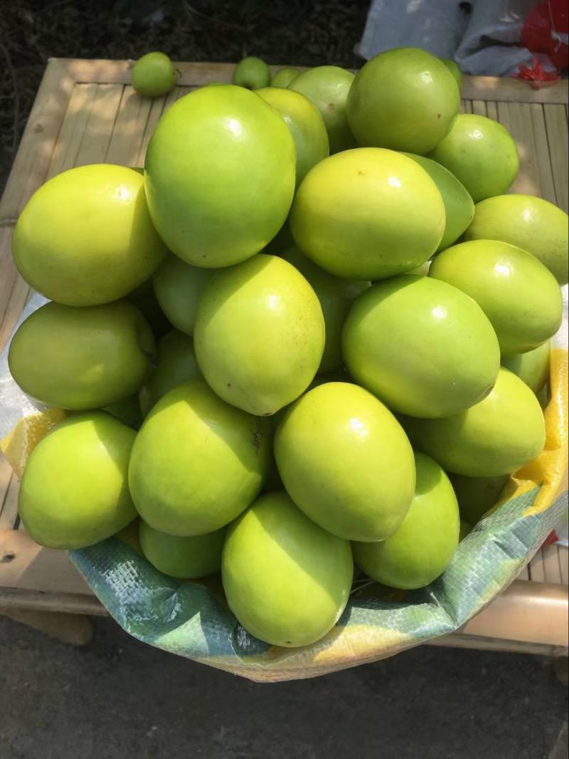 青枣苗:高产果子脆甜易管理正品嫁接苗