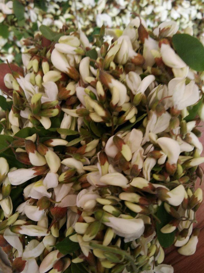 洋槐花