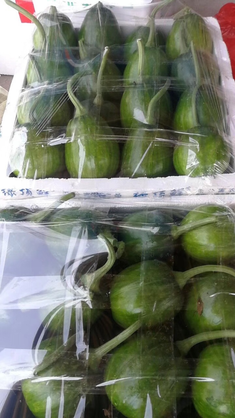 油瓜，小南瓜，花皮小南瓜，大棚小南瓜，日本南瓜