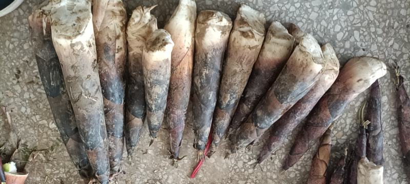 羊毛笋大量供应，可以挑选货每天现货………