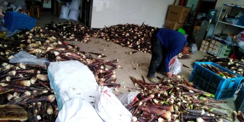 羊毛笋大量供应，可以挑选货每天现货………